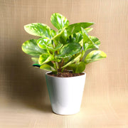 Peperomia marble or Variegated Peperomia 10 - 15cm - Greensouq - 