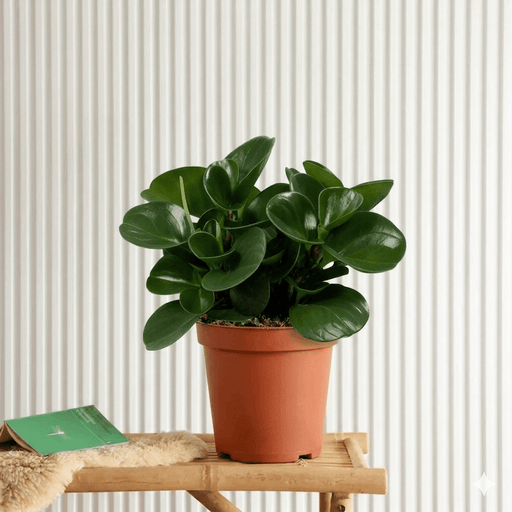 Peperomia Obtusifolia (10 - 15cm) | Dubai Gardens Pick! - Greensouq - 