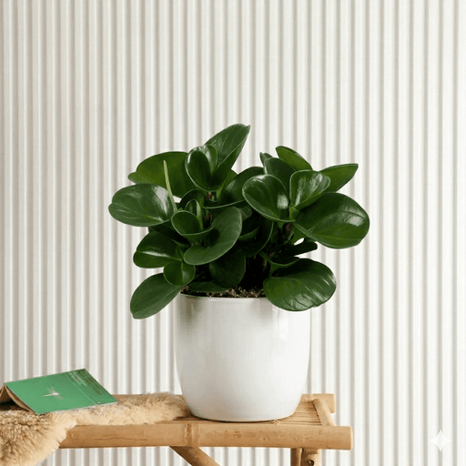 Peperomia Obtusifolia (10 - 15cm) | Dubai Gardens Pick! - Greensouq - 