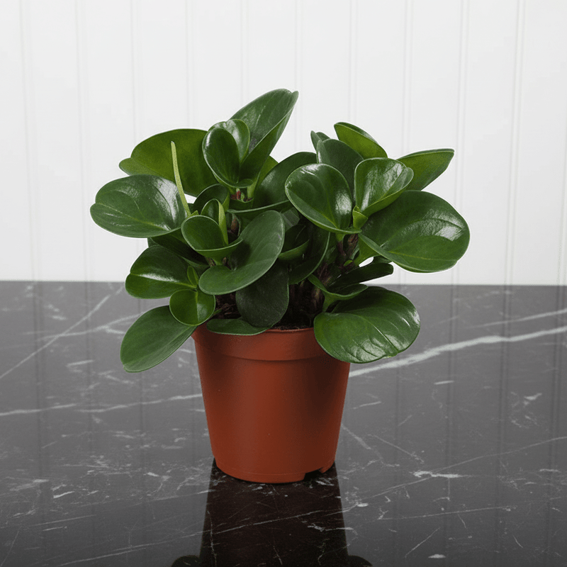 Peperomia Obtusifolia, Baby Rubber Plant or Pepper face 10 - 15cm - Greensouq - 