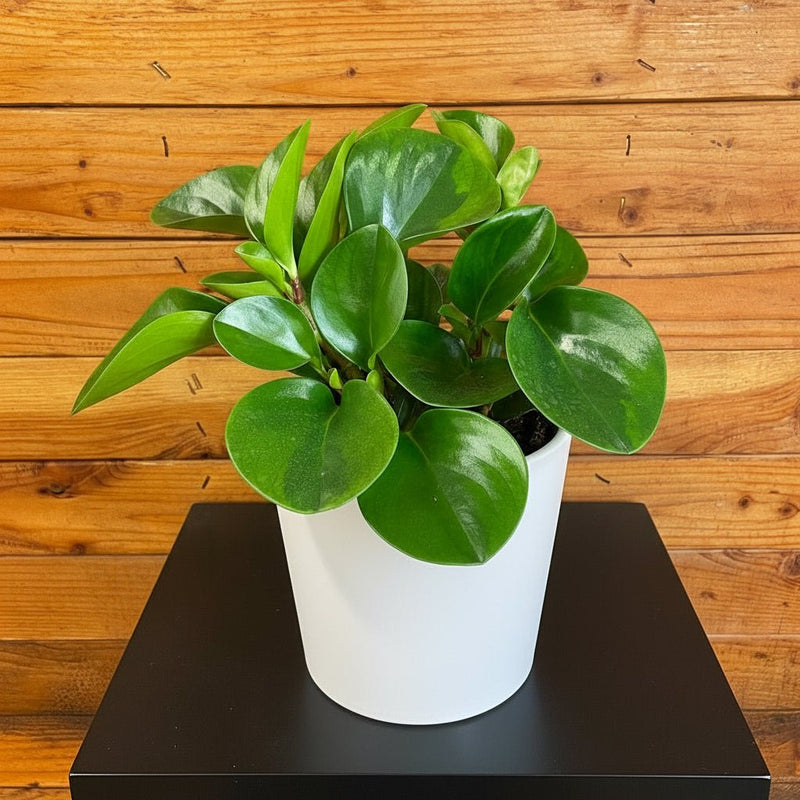 Peperomia Obtusifolia, Baby Rubber Plant or Pepper face 10 - 15cm - Greensouq - 