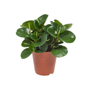 Peperomia Obtusifolia, Baby Rubber Plant or Pepper face 10 - 15cm - Greensouq - 