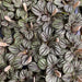 Peperomia Piccolo Banda - Greensouq - 