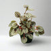 Peperomia Piccolo Banda - Greensouq - 