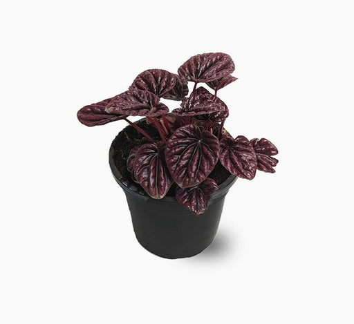 Peperomia Red Luna - Greensouq - 