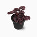 Peperomia Red Luna - Greensouq - 