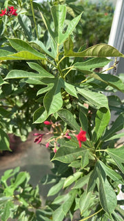 Peregrina - Spicy Jatropha (Jatropha Integerrima) | Dubai Gardens Glory! 1.5 - 2m height - Greensouq -