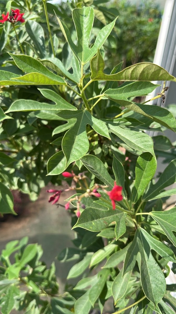 Peregrina - Spicy Jatropha (Jatropha Integerrima) | Dubai Gardens Glory! 1.5 - 2m height - Greensouq -
