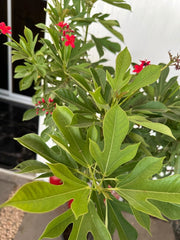 Peregrina - Spicy Jatropha (Jatropha Integerrima) | Dubai Gardens Glory! 1.5 - 2m height - Greensouq -
