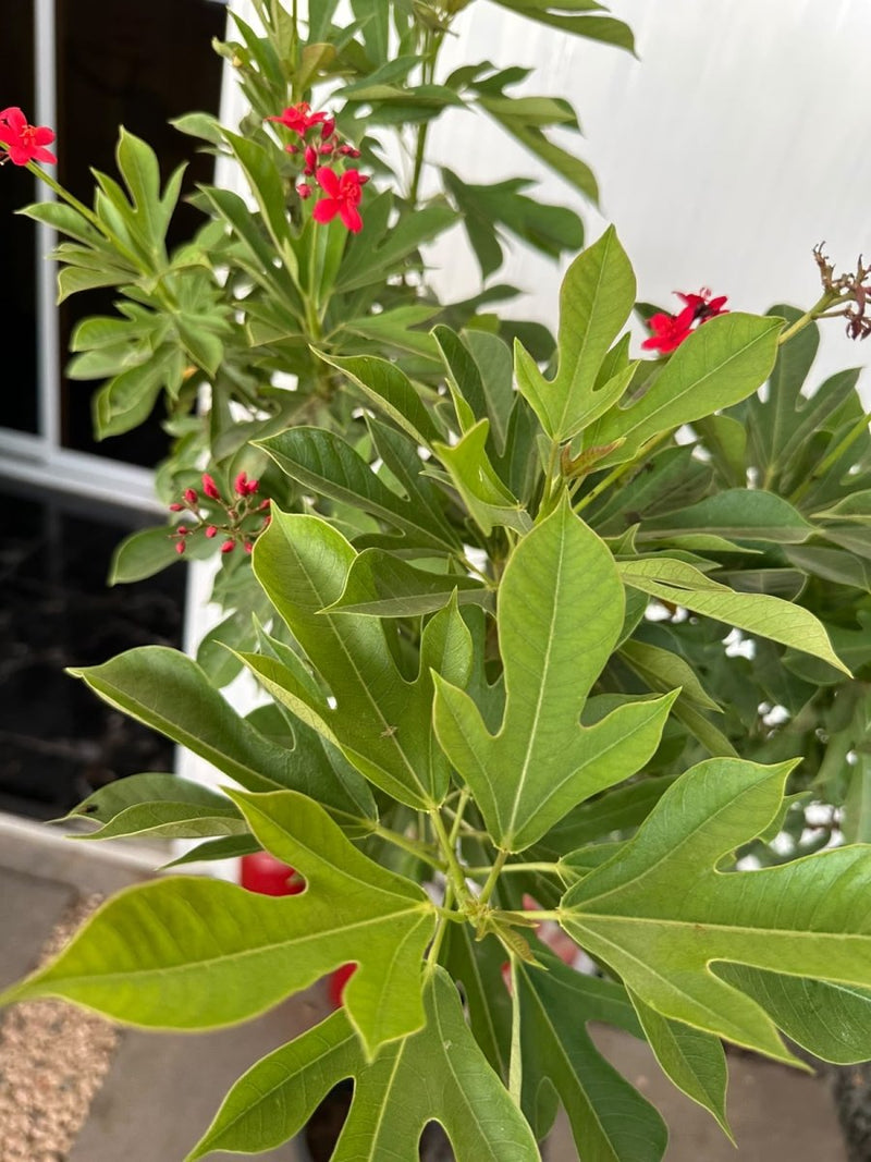 Peregrina - Spicy Jatropha (Jatropha Integerrima) | Dubai Gardens Glory! 1.5 - 2m height - Greensouq -
