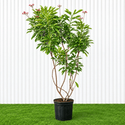 Peregrina - Spicy Jatropha (Jatropha Integerrima) | Dubai Gardens Glory! 1.5 - 2m height - Greensouq -