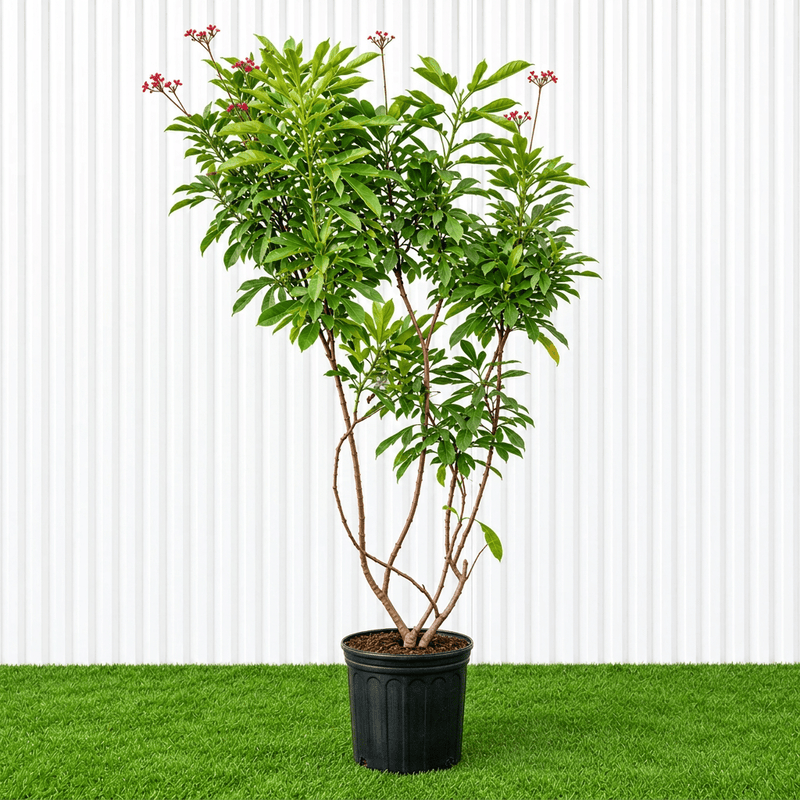 Peregrina - Spicy Jatropha (Jatropha Integerrima) | Dubai Gardens Glory! 1.5 - 2m height - Greensouq -