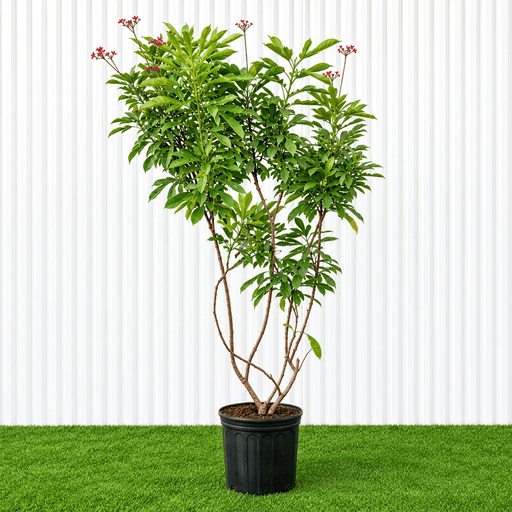Peregrina - Spicy Jatropha (Jatropha Integerrima) | Dubai Gardens Glory! 1.5 - 2m height - Greensouq -