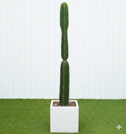 Peruvian Apple Cactus 1.5 - 1.8m - Greensouq - 