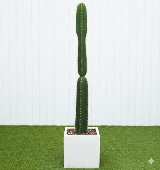 Peruvian Apple Cactus 1.5 - 1.8m - Greensouq - 