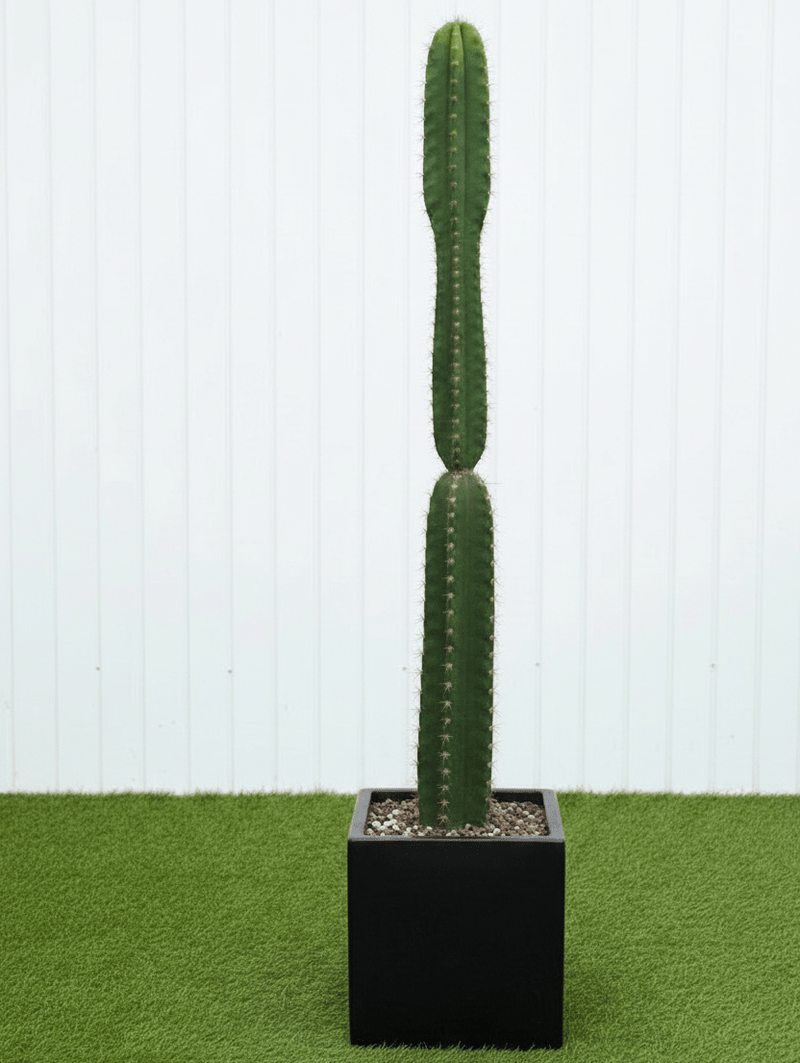 Peruvian Apple Cactus 1.5 - 1.8m - Greensouq - 