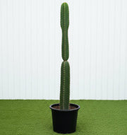 Peruvian Apple Cactus 1.5 - 1.8m - Greensouq - 