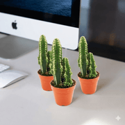 🌵 Peruvian Cactus (5 - 10cm) | UAE Top Greens! - Greensouq - 