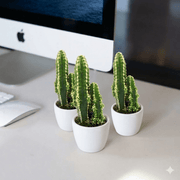 🌵 Peruvian Cactus (5 - 10cm) | UAE Top Greens! - Greensouq - 