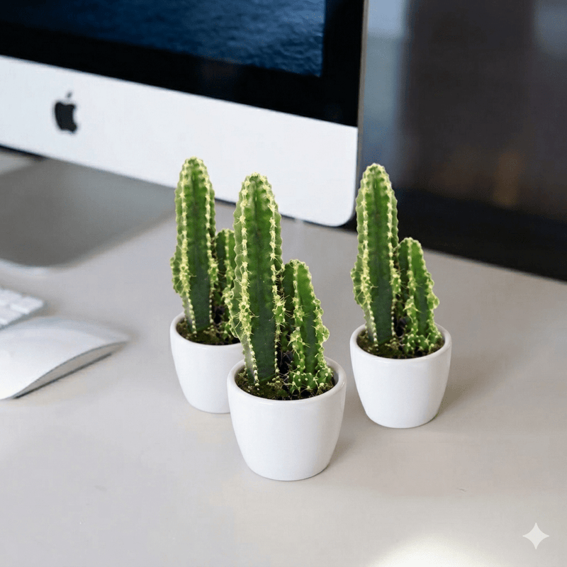 🌵 Peruvian Cactus (5 - 10cm) | UAE Top Greens! - Greensouq - 