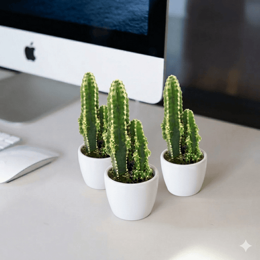 🌵 Peruvian Cactus (5 - 10cm) | UAE Top Greens! - Greensouq - 