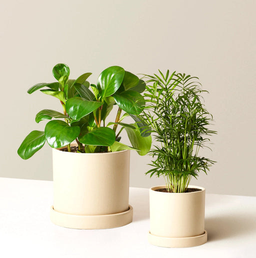 Pet Friendly Bundle - Greensouq - 