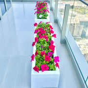 Petunia Flowers In Grp Pot 90x30x30 - Greensouq - 