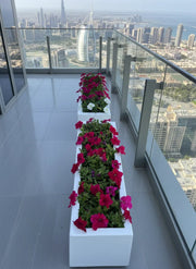 Petunia Flowers In Grp Pot 90x30x30 - Greensouq - 