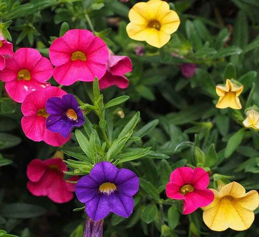 Petunia Ibrida Nana Mix Flowers Seeds - Greensouq - 
