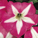 Petunia Mix Flowering Plant "Petunias" - Greensouq - 