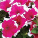 Petunia Mix Flowering Plant "Petunias" - Greensouq - 