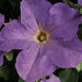 Petunia Mix Flowering Plant "Petunias" - Greensouq - 
