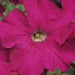 Petunia Mix Flowering Plant "Petunias" - Greensouq - 