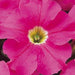 Petunia Mix Flowering Plant "Petunias" - Greensouq - 