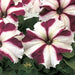 Petunia Mix Flowering Plant "Petunias" - Greensouq - 