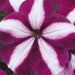 Petunia Mix Flowering Plant "Petunias" - Greensouq - 