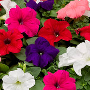 Petunia Mix Flowering Plant "Petunias" - Greensouq - 