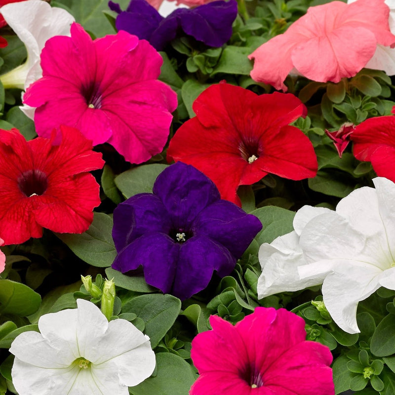 Petunia Mix Flowering Plant "Petunias" - Greensouq - 