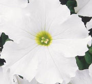 Petunia Mix Flowering Plant "Petunias" - Greensouq - 