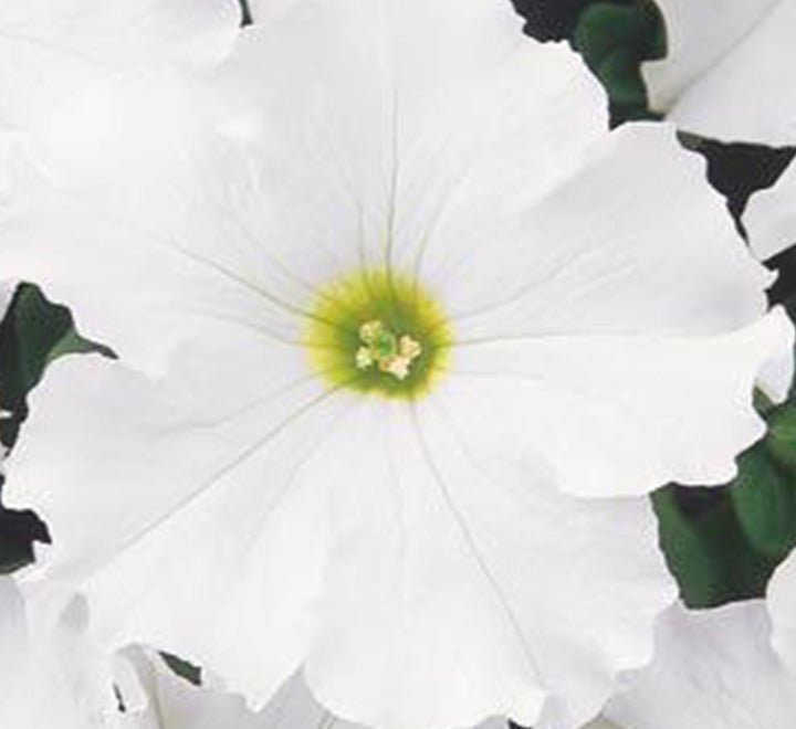 Petunia Mix Flowering Plant "Petunias" - Greensouq - 