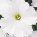 Petunia Mix Flowering Plant "Petunias" - Greensouq - 