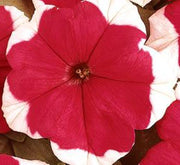 Petunia Mix Flowering Plant "Petunias" - Greensouq - 