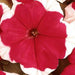Petunia Mix Flowering Plant "Petunias" - Greensouq - 