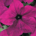 Petunia Mix Flowering Plant "Petunias" - Greensouq - 