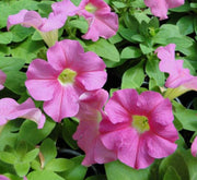 Petunia Mix Flowering Plant "Petunias" - Greensouq - 