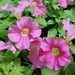 Petunia Mix Flowering Plant "Petunias" - Greensouq - 