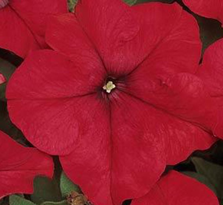 Petunia Mix Flowering Plant "Petunias" - Greensouq - 