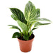 Philodendron Birkin | White wave | Birkin white wave 25 - 30cm - Greensouq - 