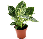 Philodendron Birkin | White wave | Birkin white wave 25 - 30cm - Greensouq - 