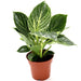 Philodendron Birkin | White wave | Birkin white wave 25 - 30cm - Greensouq - 